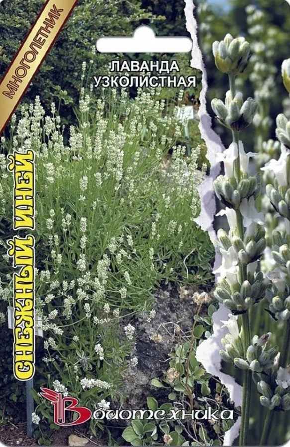 Лаванда_Снежный Иней (узколистная)_0,04_шт._Биотехника