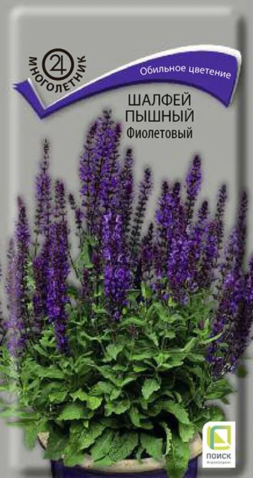 Сальвия (шалфей)_Пышный Фиолетовый (дубравный)_0,04_г._Поиск