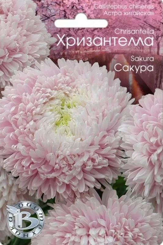 Астра_Хризантелла Сакура_0,04_шт._Биотехника