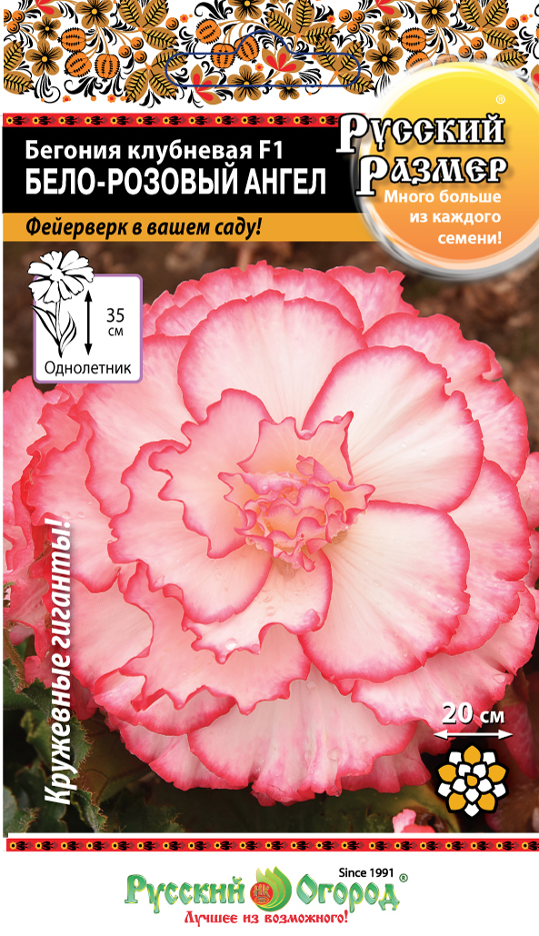 Бегония_Русский размер Бело-розовый ангел F1 (клубн)_5_шт._НК