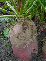 Свекла_кормовая Эккендорф красная  Б/П_5_г._Аэлита