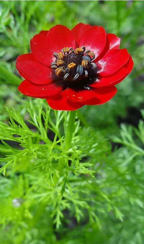 Адонис (горицвет)_Уголек в Огне_0,2_г._Цветущий Сад