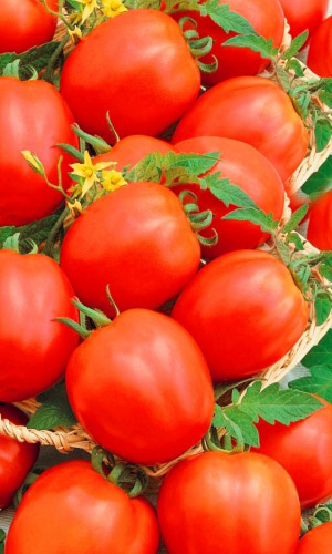 Томат_Цветана_20_шт._Уральский Дачник