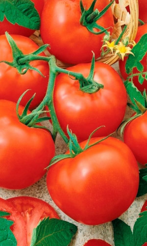 Томат_Анита_20_шт._Уральский Дачник