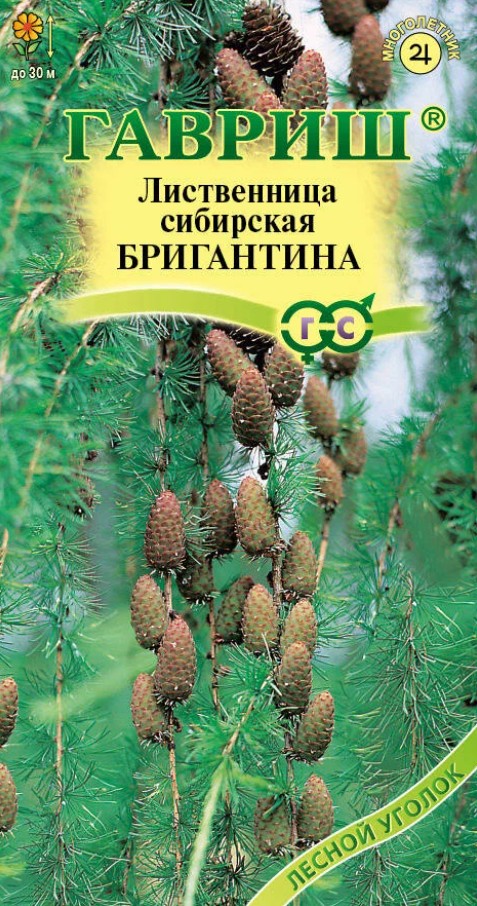 Лиственница_Сибирская Бригантина_0,2_г._Гавриш