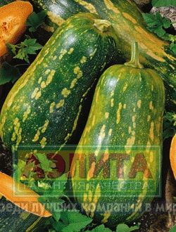 Тыква_Грибовская кустовая 189_1_г._Аэлита