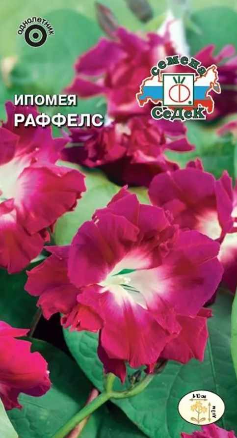 Ипомея_Раффелс (императорская, пурпурно-розовая с белым горлом)_0,04_г._Седек