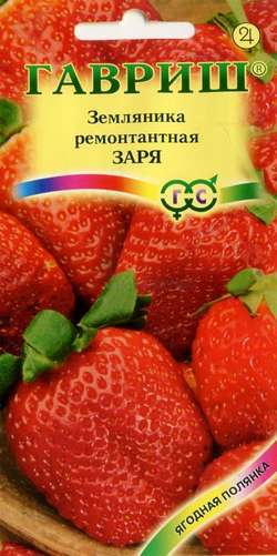 Земляника_Заря (кл)_0_г._Гавриш