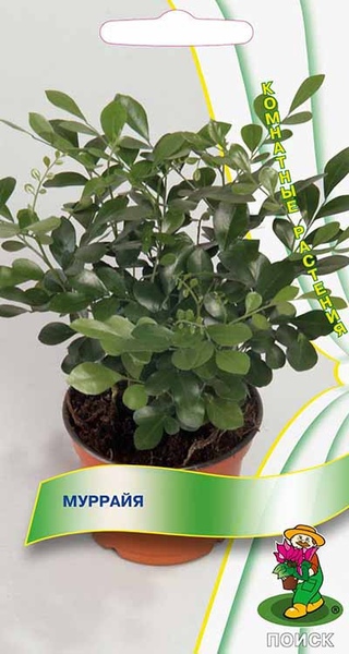 Мурайя_._5_шт._Поиск