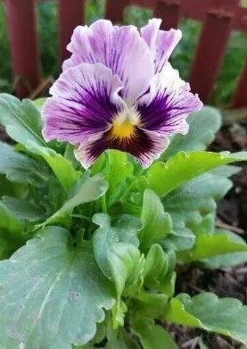 Виола (анютины глазки)_Шотландский гибрид_0,1_г._Акварель