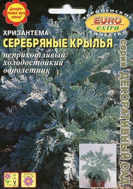Хризантема_Серебряные крылья б/ф_0_г._Аэлита Э