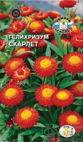 Гелихризум (бессмертник)_Скарлет (алый)_0,2_г._Седек