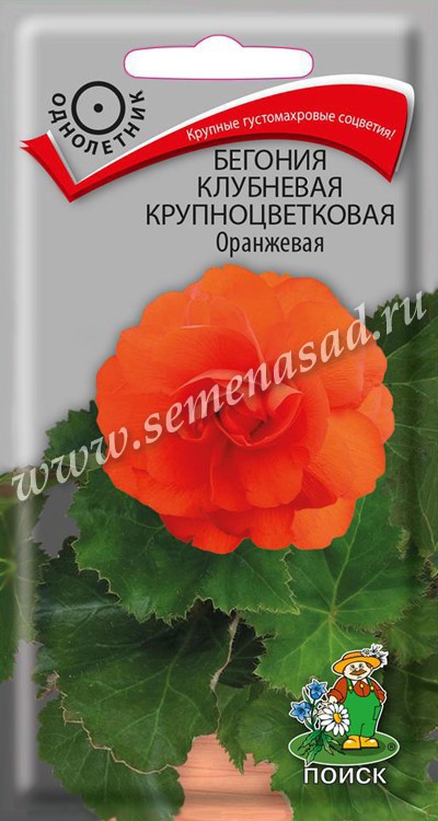 Бегония_Оранжевая крупноцв (клубн)_5_шт._Поиск