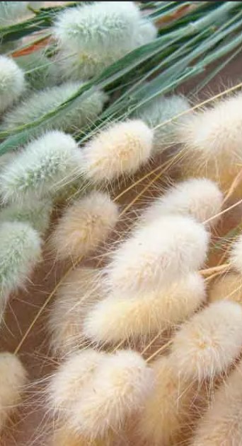 Лагурус_Зайцехвост (злак) (Сухоцветы)_0,1_г._Семена Алтая