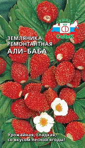 Земляника_Али-Баба_0_г._Седек