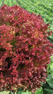 Салат_Лолло Росса (п/кочан)_0,3_г._Аэлита Э