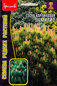 Сосна_Пумилио (карликовая) б/ф_10_шт._Григорьев