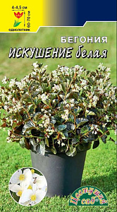 Бегония_Искушение Белая_5_шт._Цветущий Сад