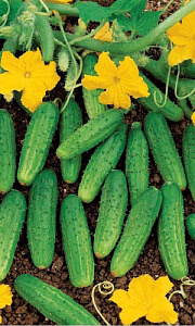 Огурец_Брат с Севера (корнишон) (банка)_10_шт._Уральский Дачник