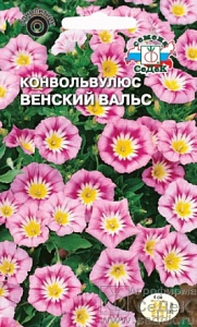 Вьюнок (конвольвулюс)_Розовый трехцветный Венский вальс_1_г._Седек