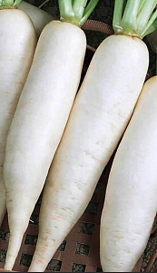 Дайкон_Клык слона_1_г._Семена Алтая