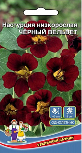 Настурция_Черный Вельвет куст_1_г._Уральский Дачник