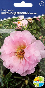 Портулак_Крупноцветковый Пинк_0,1_г._Акварель