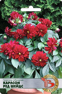 Георгин_Карлсон Ред Шейдс_10_шт._Биотехника