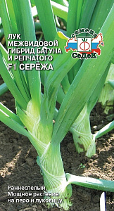 Лук_Серёжа (батун многолетний)_0,3_г._Седек