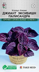 Колеус_Джиант Эксибишн Палисандра (Профессиональные семена)_0,04_шт._ЕВРОСЕМЕНА
