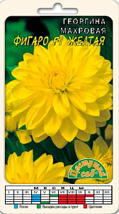 Георгин_Фигаро Желтая_0,05_г._Цветущий Сад