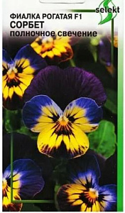Фиалка_Сорбет Полночное Свечение (рогатая)_7_шт._Дом Семян С-П