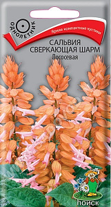 Сальвия_Шарм Лососевая_0,1_шт._Поиск
