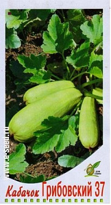 Кабачок_Грибовский_11_шт._Дом Семян С-П
