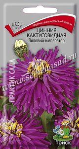 Цинния_Лиловый Император (кактус)_0,4_г._Поиск