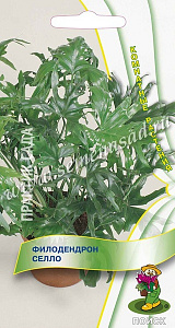 Филодендрон_Селло_3_шт._Поиск