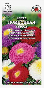 Астра_Помпонная см_0,2_г._Золотая Сотка Алтая