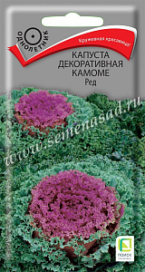 Капуста_декоративная_Камоме Ред_10_шт._Поиск