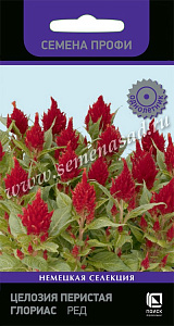Целозия_Глориас Ред (перистая)_10_шт._Поиск