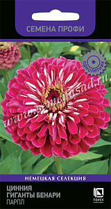 Цинния_Гиганты Бенари Парпл_10_шт._Поиск