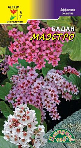 Бадан_Маэстро_0_г._Цветущий Сад