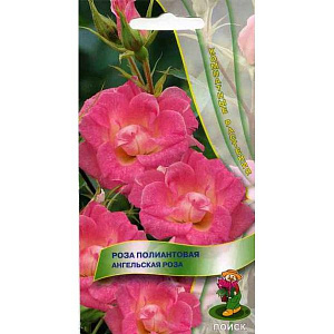 Роза_Ангельская роза (полиантовая)_5_шт._Поиск
