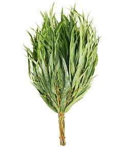 Веник ЭВКАЛИПТОВЫЙ