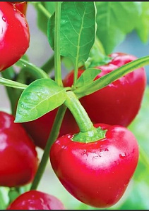 Перец_Черешневый_20_шт._Уральский Дачник