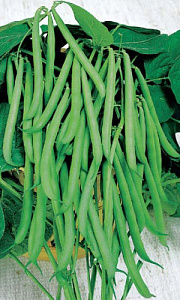 Фасоль_Снежная королева (вьющ спарж зел)_10_шт._Уральский Дачник