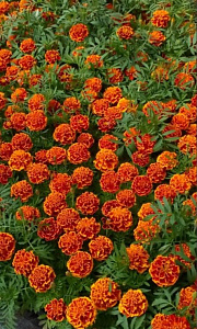 Бархатцы (тагетис)_Брокада Ред_0,2_г._Уральский Дачник