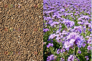 Фацелия ( вес.) кг