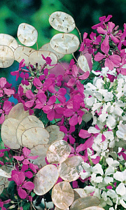 Лунник_Денежный Амулет_10_шт._Уральский Дачник