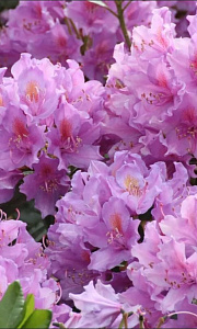 Рододендрон_Необыкновенное чудо красивый_0_г._Аэлита Э