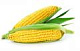 Кукуруза